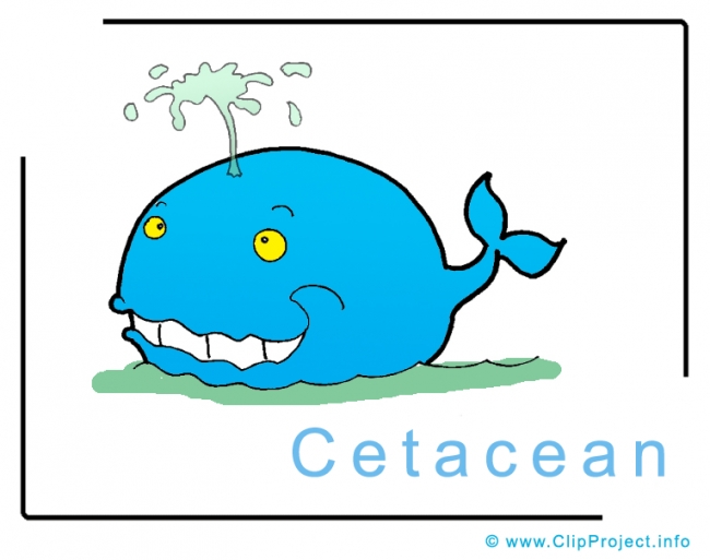 Cetacean Clip Art Image free - Animals Clip Art free