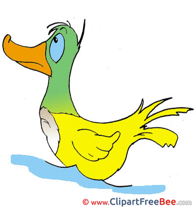 Duck Clipart free Illustrations