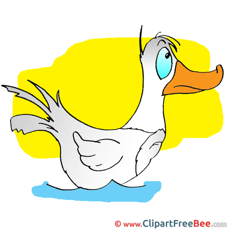 Duck Pics free download Image