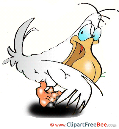 Pelican Clipart free Image download