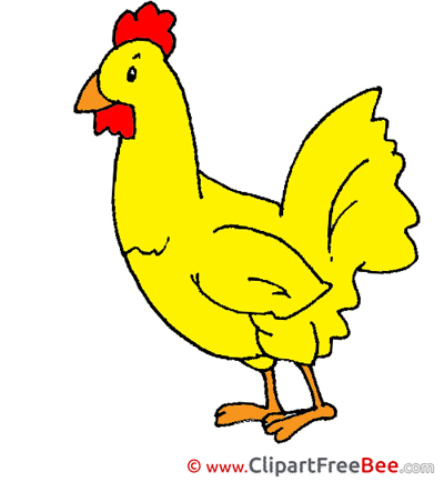 Poultry Cock Pics free Illustration