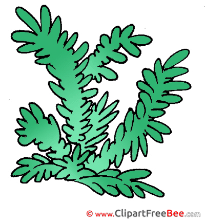 Fir Christmas Illustrations for free Fir Christmas Illustrations for free