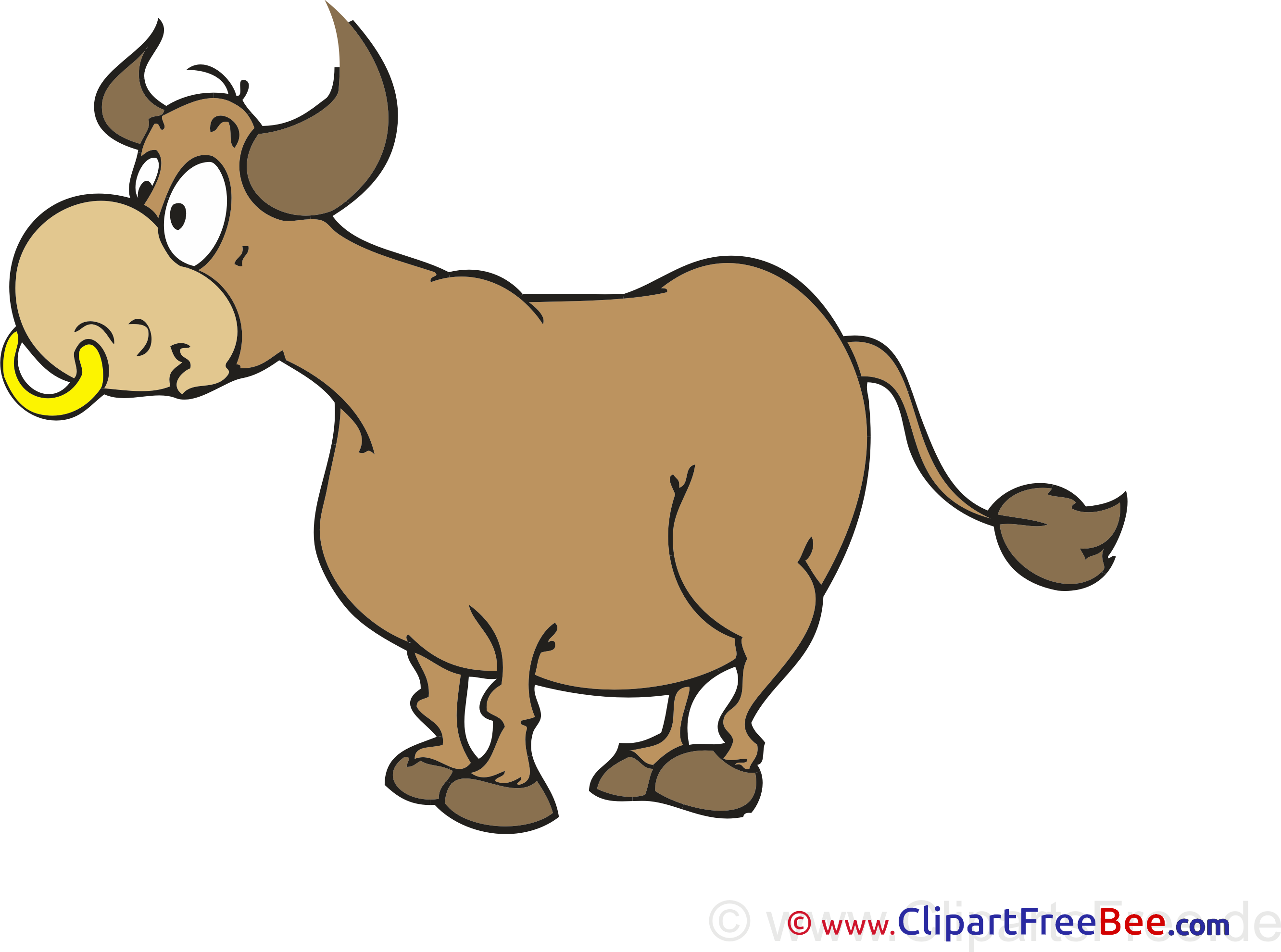 Bull Pics free download Image