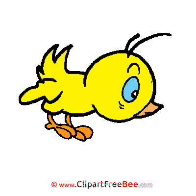 Chick Pics printable Cliparts