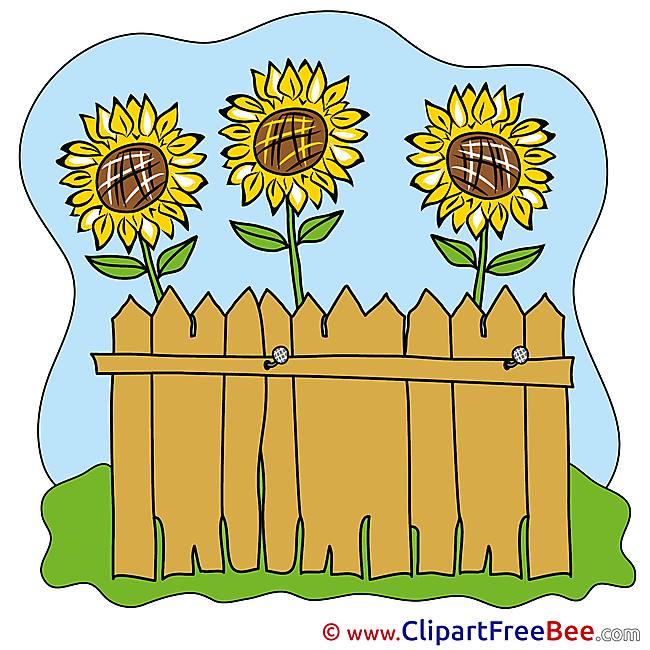 Fence Sunflowers Pics printable Cliparts