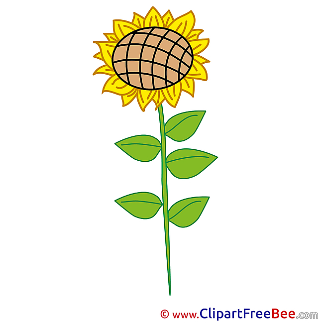 Flower Sunflower Cliparts printable for free