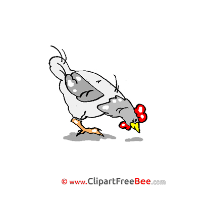 Image Chicken Pics download Illustration