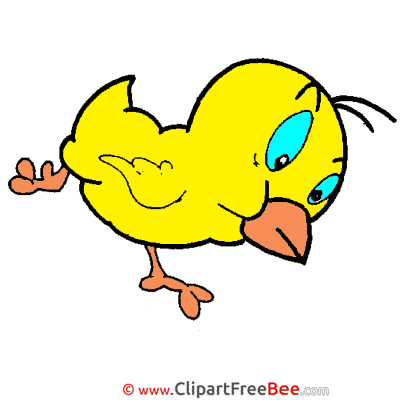 Little Chicken Clipart free Illustrations