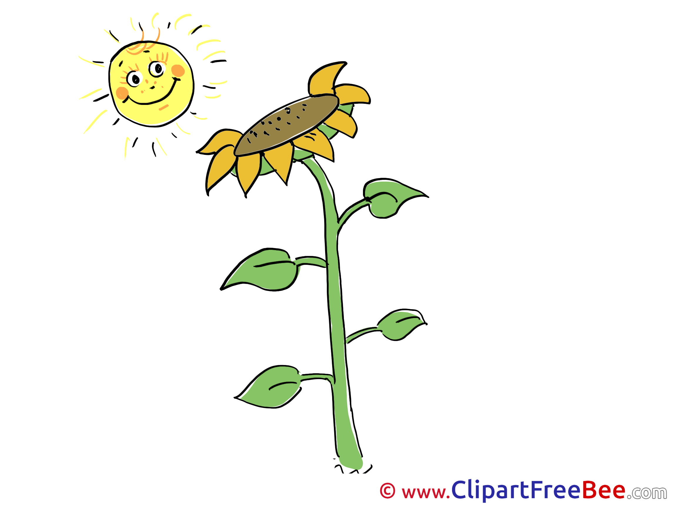 Sun Sunflower download Clip Art for free
