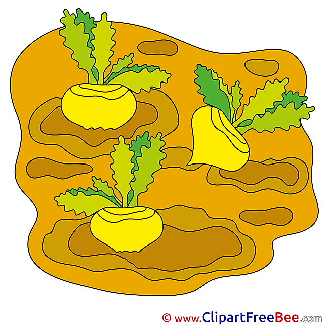 Turnips Pics free Illustration