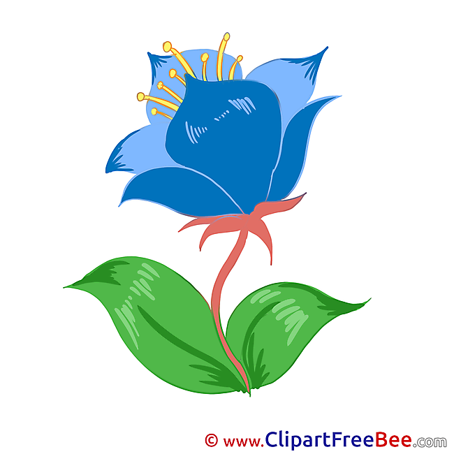 Cornflower Flowers Illustrations for free