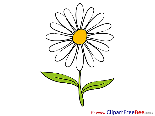Daisy Clipart Flowers free Images