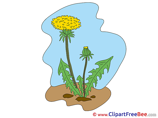 Dandelion Clip Art download Flowers