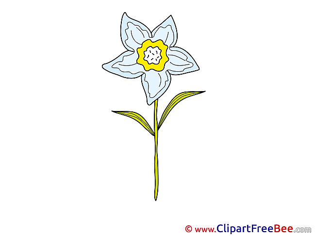 Narcissus Flowers free Images download