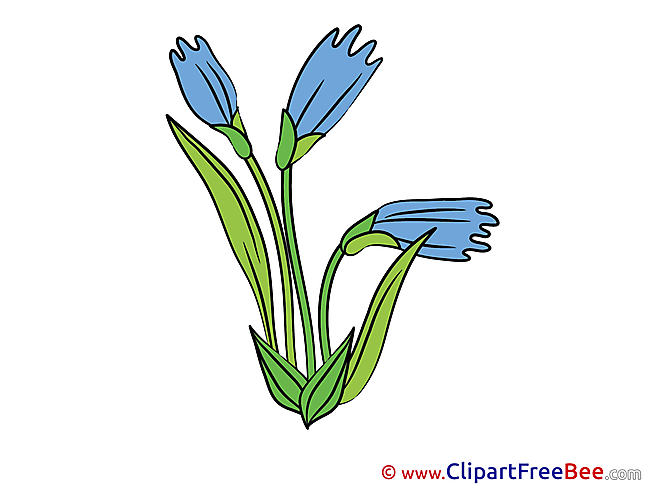 Pics Cornflower Flowers free Image