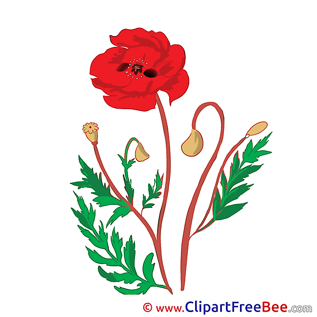 Poppy Pics Flowers free Image