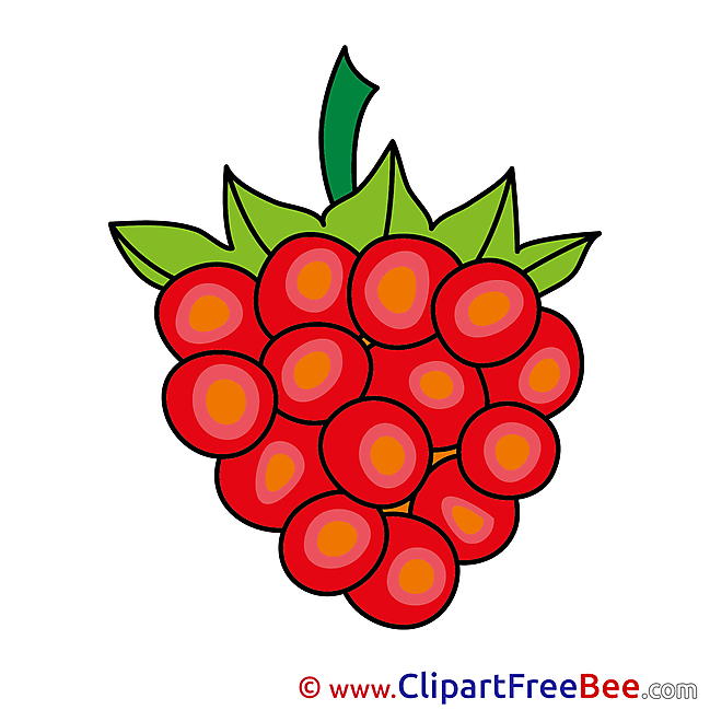 Berry Grapes Pics download Illustration