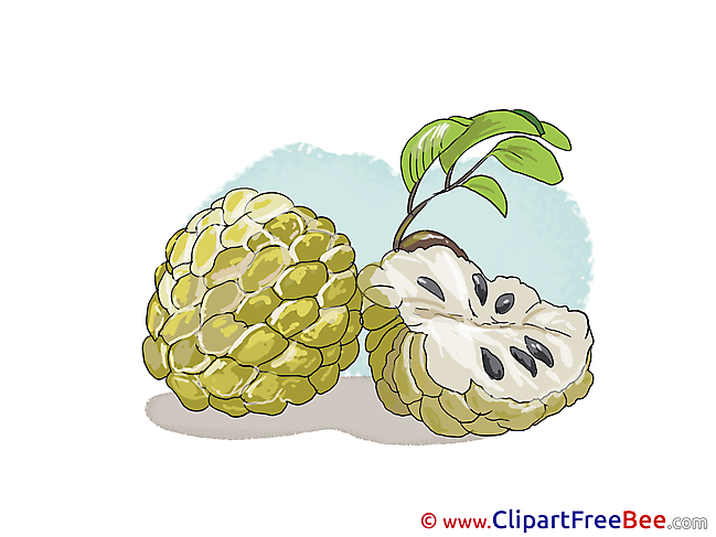 Cherimoya Pics download Illustration