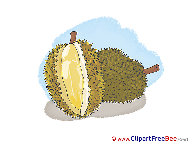 Durian free Cliparts for download