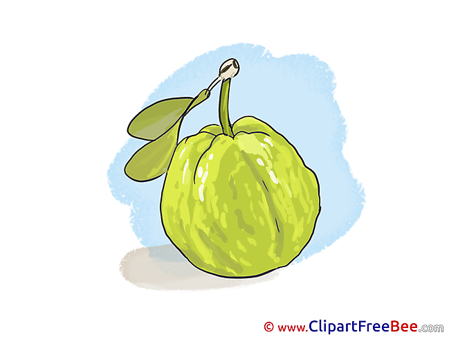Guava free Illustration download