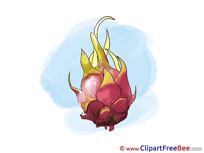 Pitaya Pics free Illustration