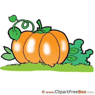 Garden Pumpkin Pics Halloween Illustration