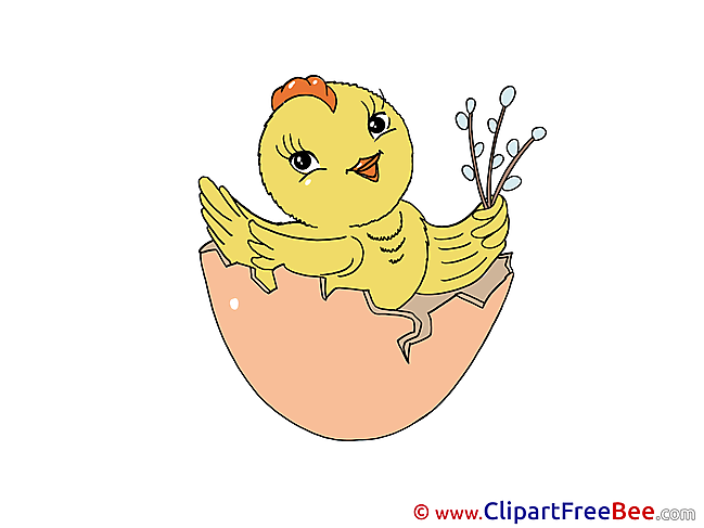 Chicken Egg Shell Pics free download Image