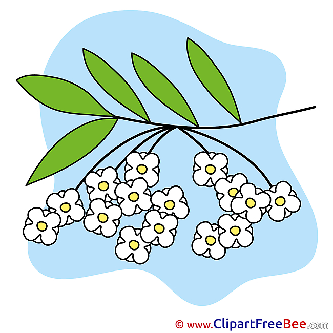 Drawing Branch Flowers free Illustration download