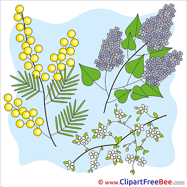 Mimosa Lilac Clipart free Image download
