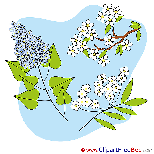 Spring Flowers Pics free Illustration