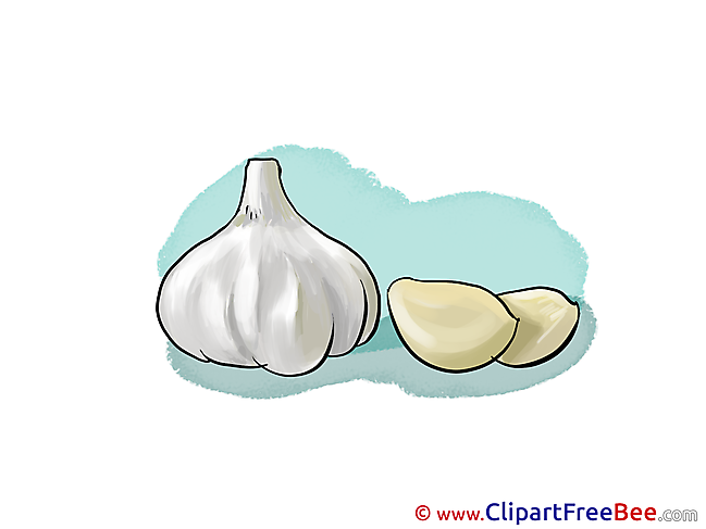 Garlic Clipart free Illustrations