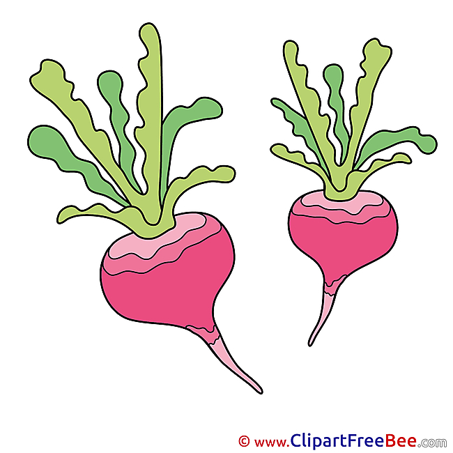 Illustration Radish free printable Cliparts and Images