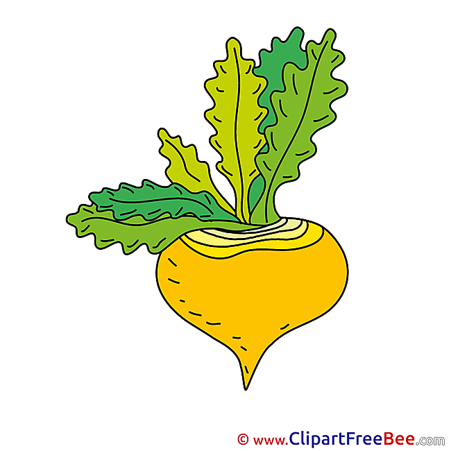 Turnip printable Illustrations for free