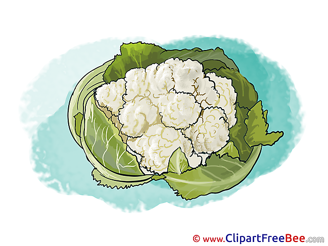 White Cabbage printable Illustrations for free