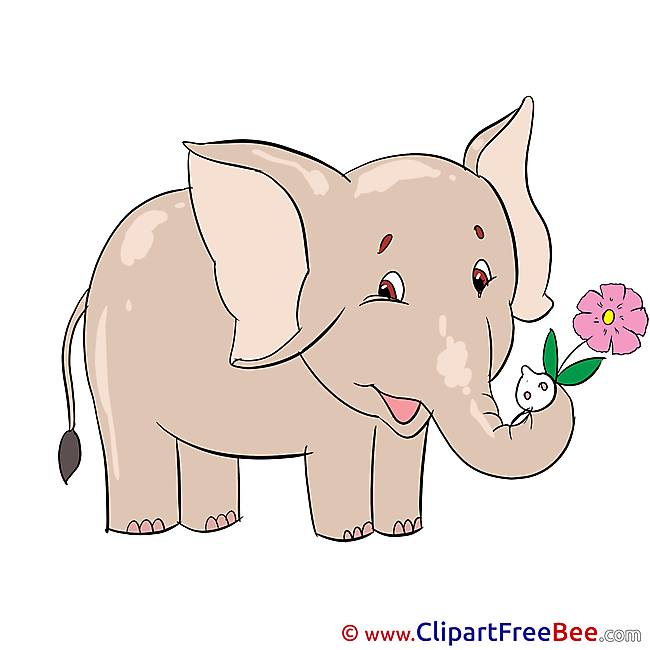 Elephant Flower Images download free Cliparts