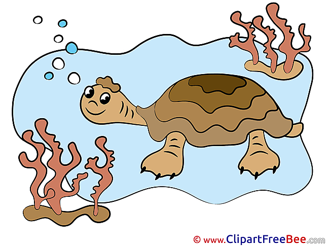 Turtle Pics download Illustration