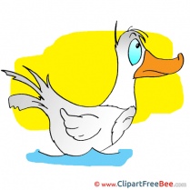 Duck Pics free download Image