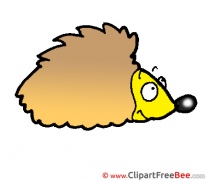 Hedgehog Clipart free Illustrations