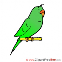 Parrot Clipart free Illustrations