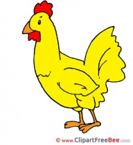 Poultry Cock Pics free Illustration