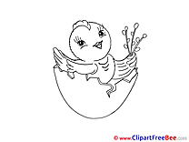 Shell Egg Chicken Pics Easter Illustration