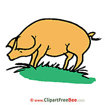 Boar Grass Pics free Illustration