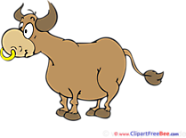 Bull Pics free download Image