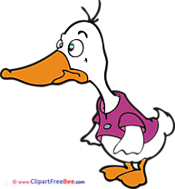 Duck Images download free Cliparts