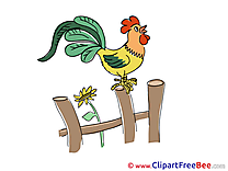 Fence Cock Clipart free Image download