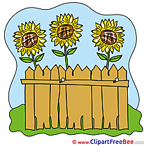 Fence Sunflowers Pics printable Cliparts