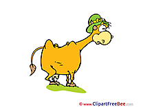 Hat Cow Pics printable Cliparts