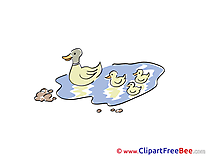 Lake Ducks printable Illustrations for free