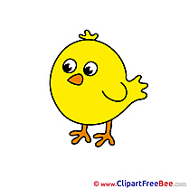 Little Chick free Cliparts for download
