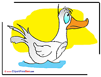 Picture Duck free Cliparts for download